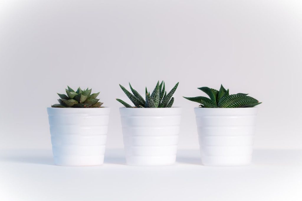 Three succulents in white pots on a white background, showcasing minimalist decor.